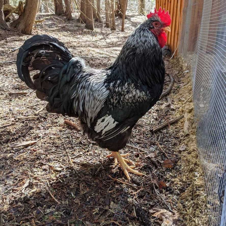 barnevelder chicken