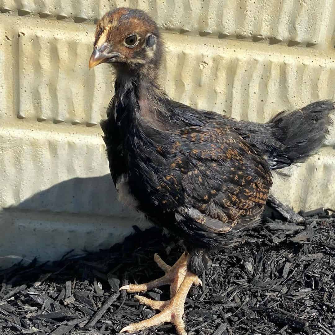 barnevelder chickens