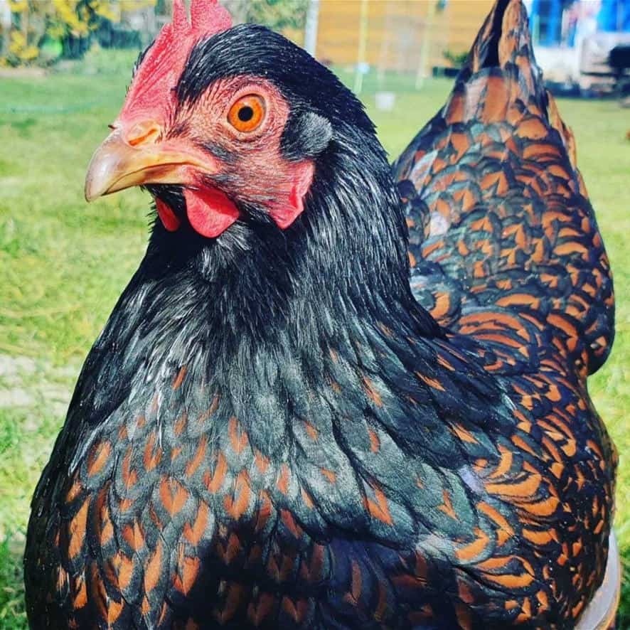 barnevelder chicks