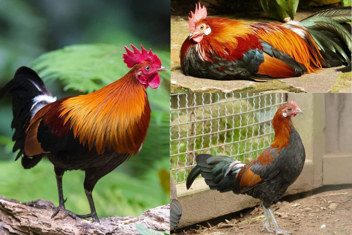 beautiful Red Junglefowl