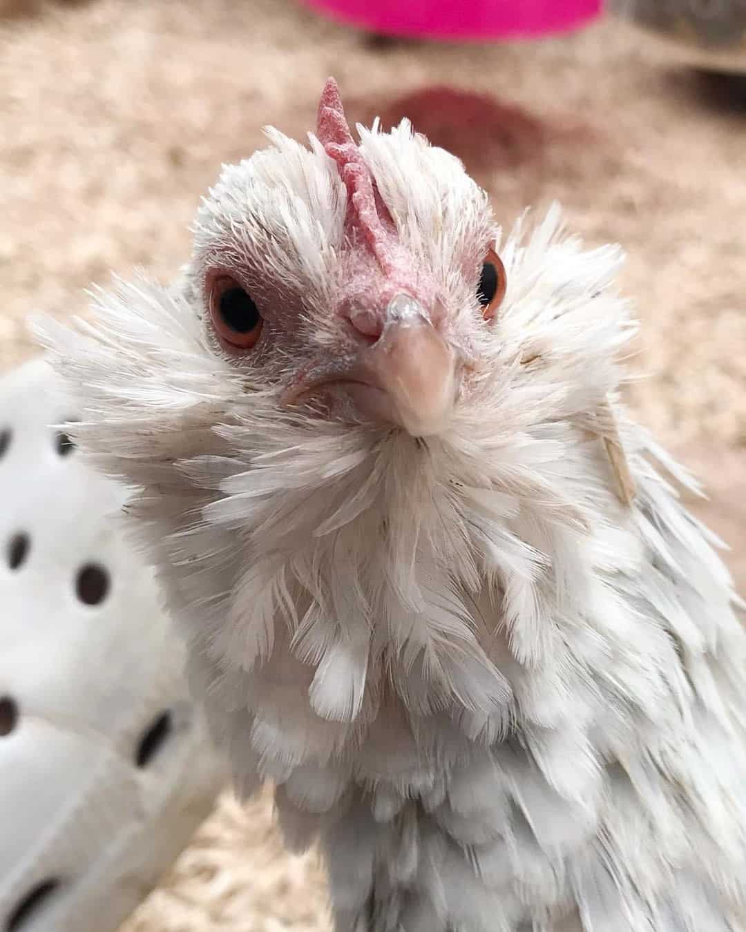 belgian bearded d uccle bantam