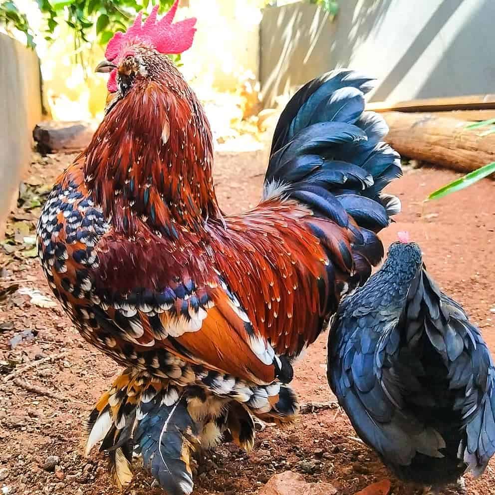 belgian bearded d'uccle bantam