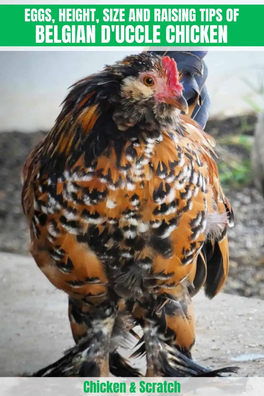 belgium-duccle chicken