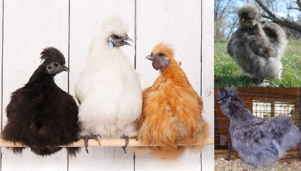 black chicken breeds