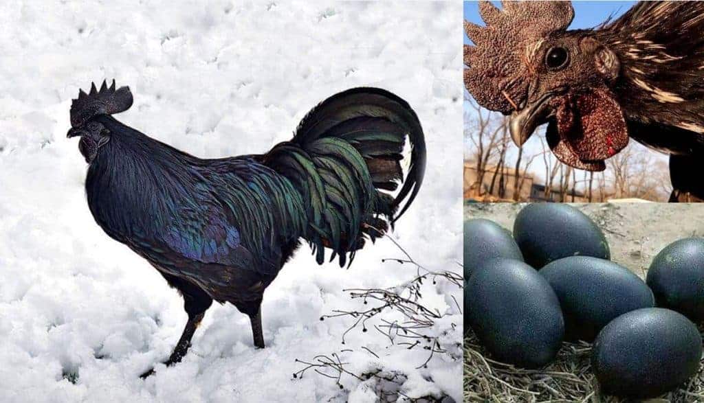 Black Chicken 