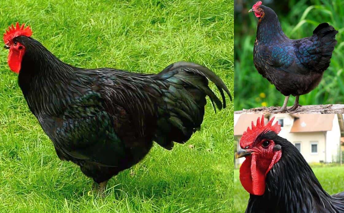 black chickens