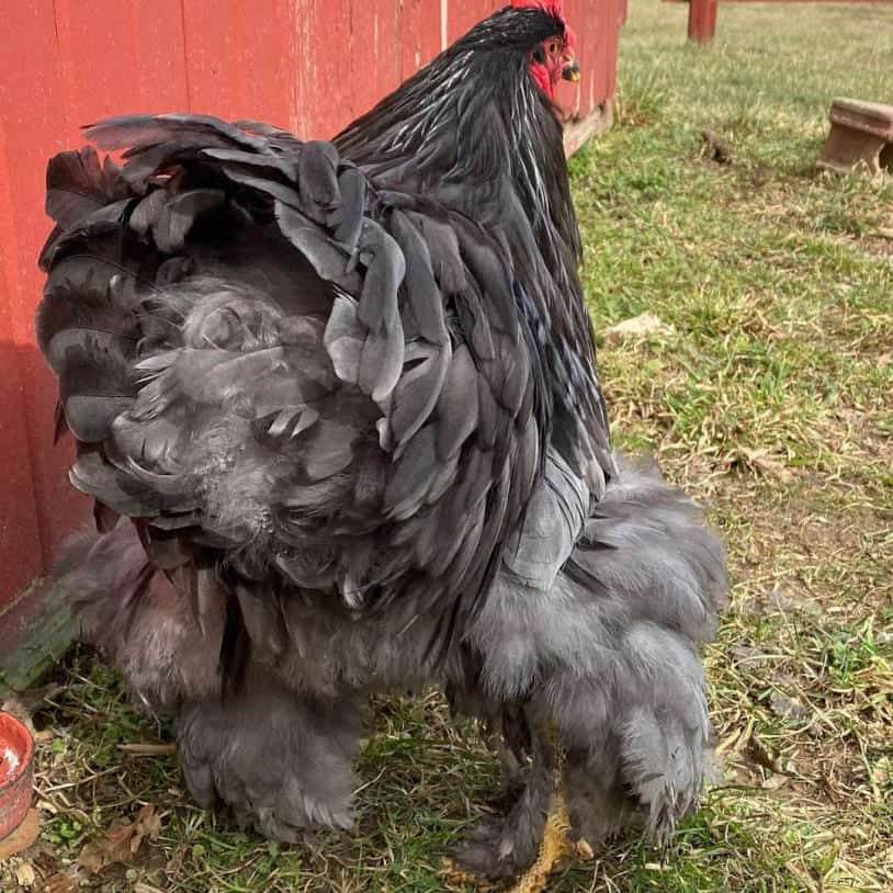 black cochin chicken