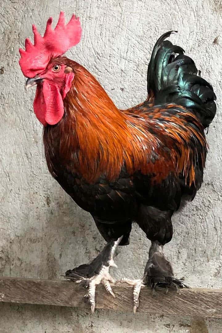 black copper marans