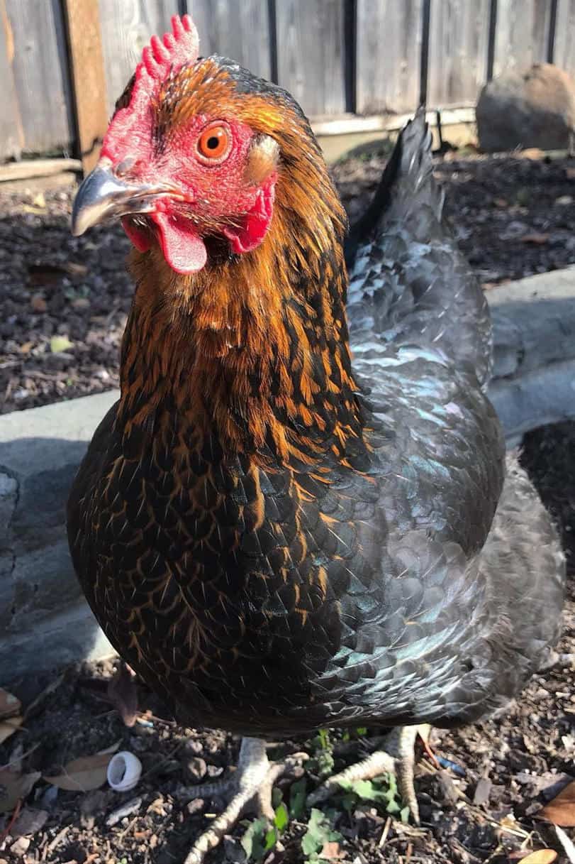 black copper marans breeders