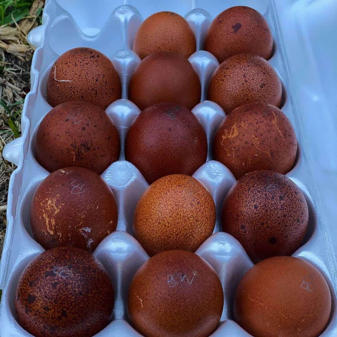 black copper marans eggs