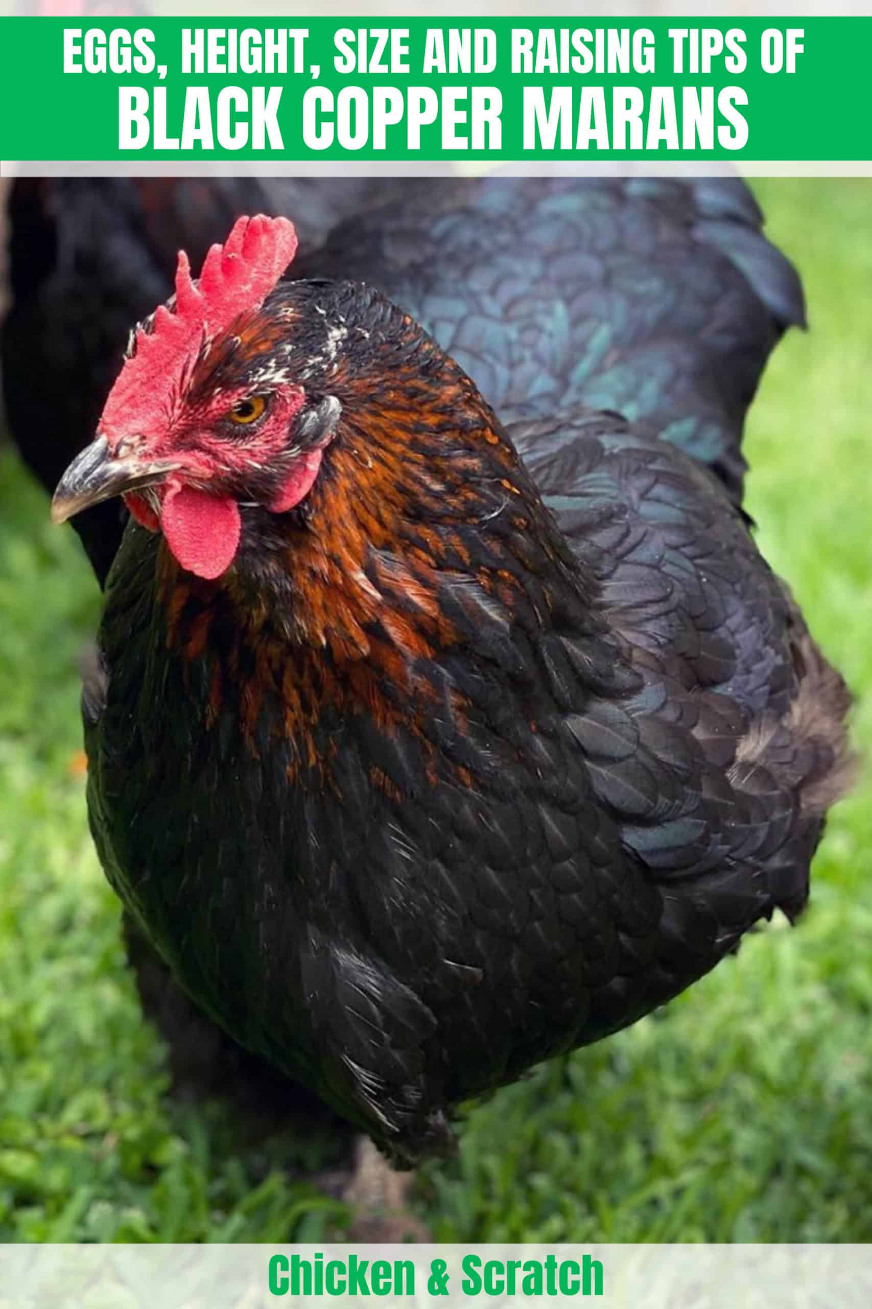 black copper marans