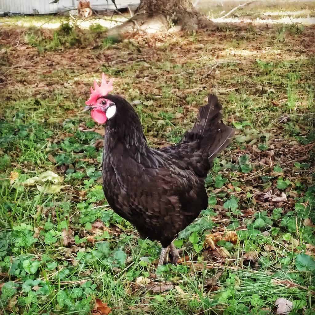 black minorca chicken