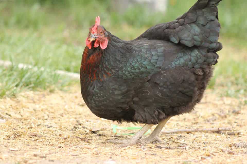 Black Sex Link Chicken Eggs Height Size And Raising Tips 5731