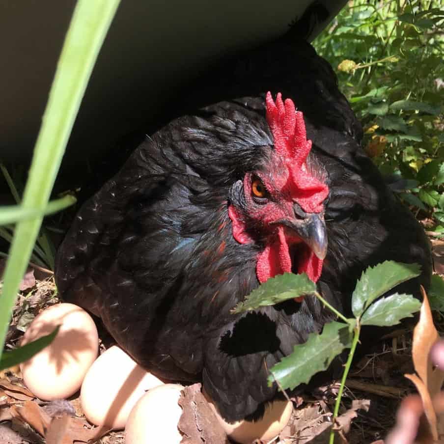 black sex link chicken eggs