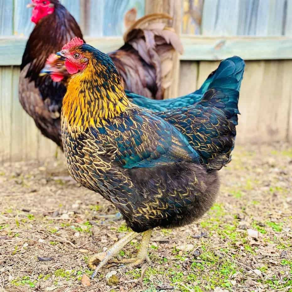 Black Sex Link Chicken: Eggs, Height, Size and Raising Tips