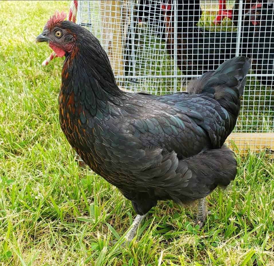 Black Sex Link Chicken Eggs Height Size And Raising Tips