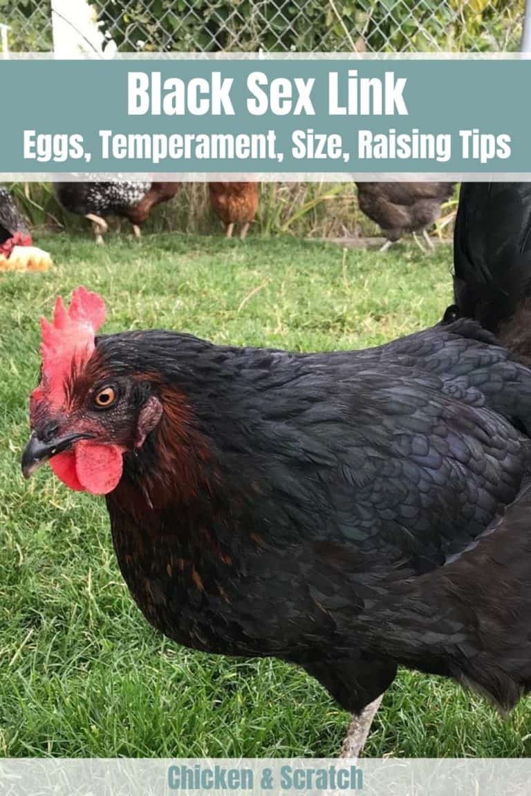 Black Sex Link Chicken Eggs Height Size And Raising Tips 7094