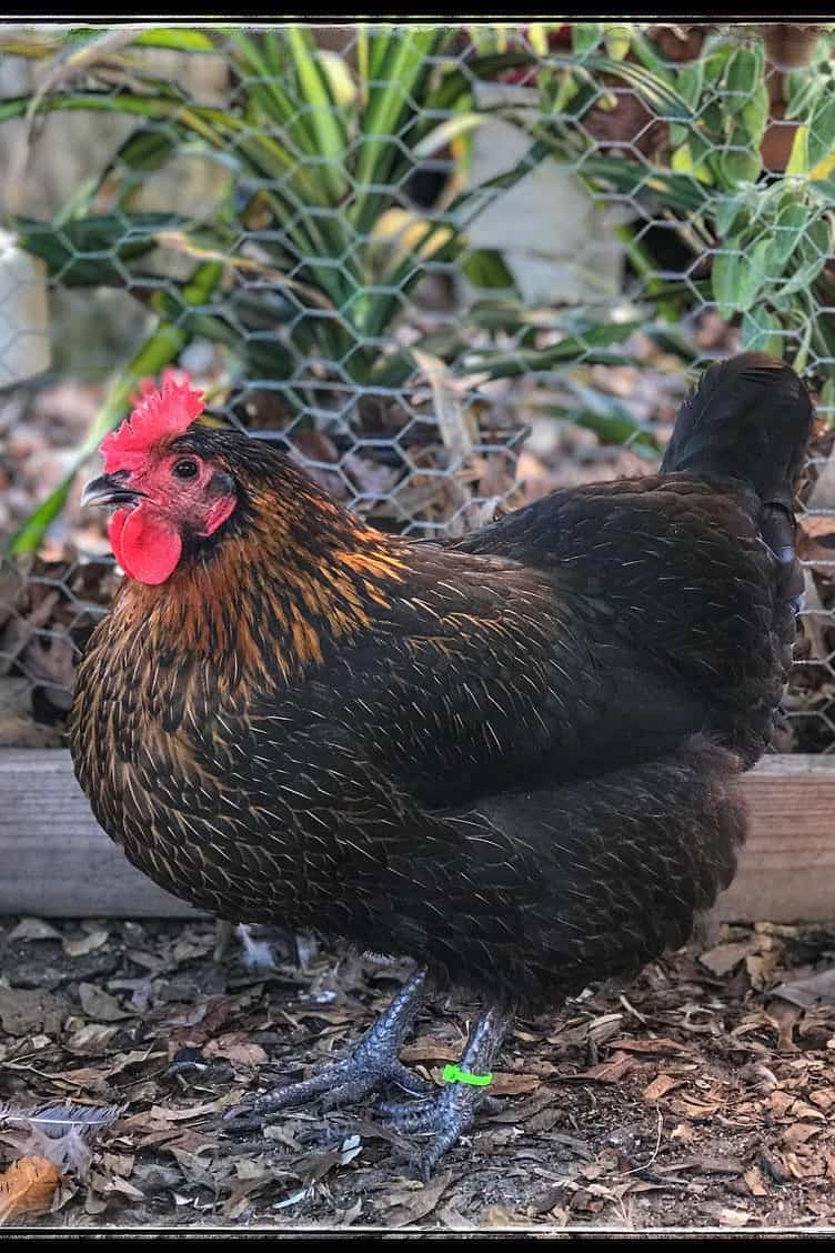 Black Sex Link Chicken Eggs Height Size And Raising Tips