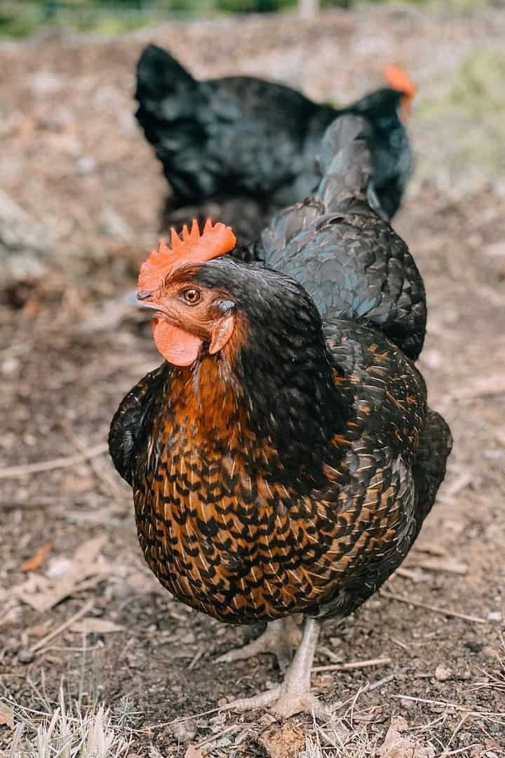 black sexlinks chicken