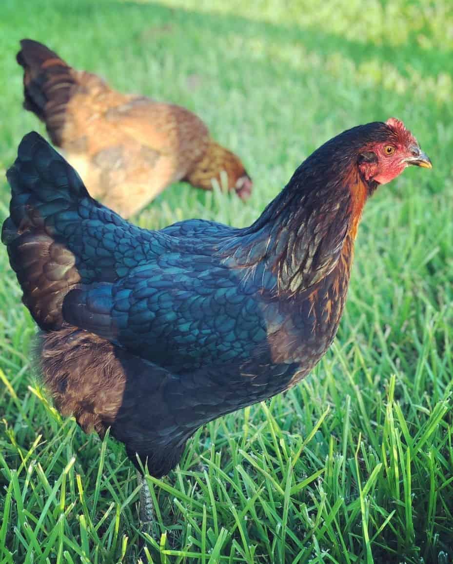 Black Sex Link Chicken Eggs Height Size And Raising Tips 