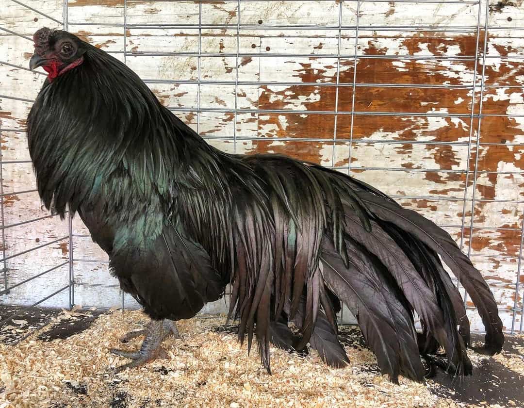 black sumatra chickens