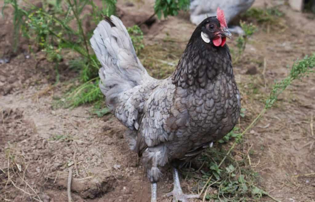 Andalusian Chicken Eggs Height Size And Raising Tips   Blue Andalusian Chick 1024x657 