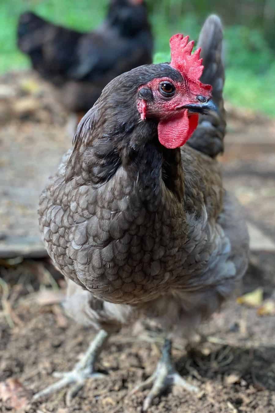 blue andalusian chicken