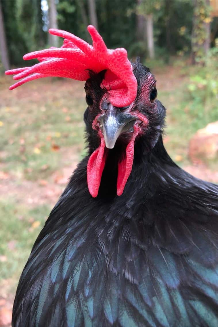 blue andalusian chickens