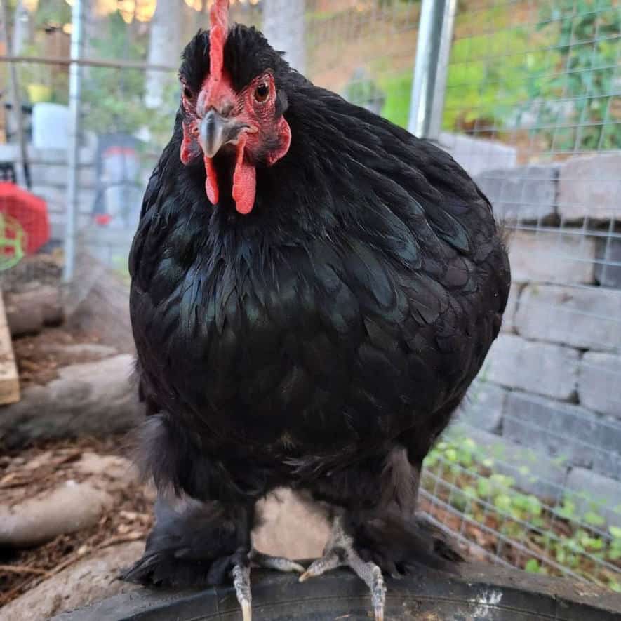 blue cochin chicken