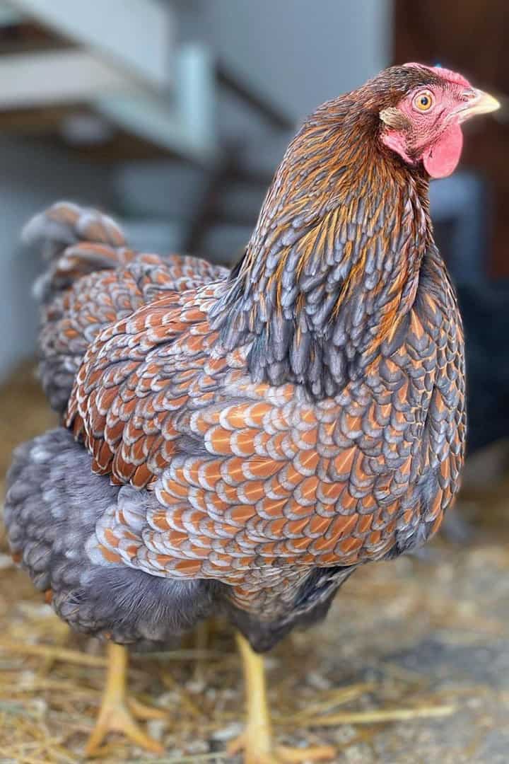 blue laced red wyandotte