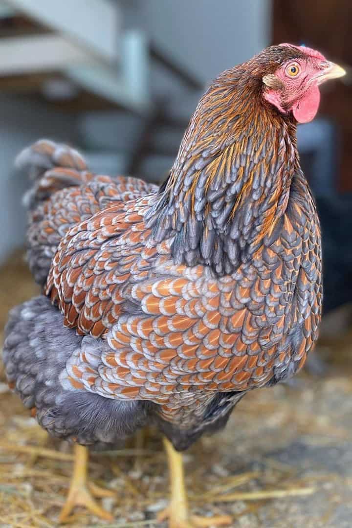 silver laced red wyandotte