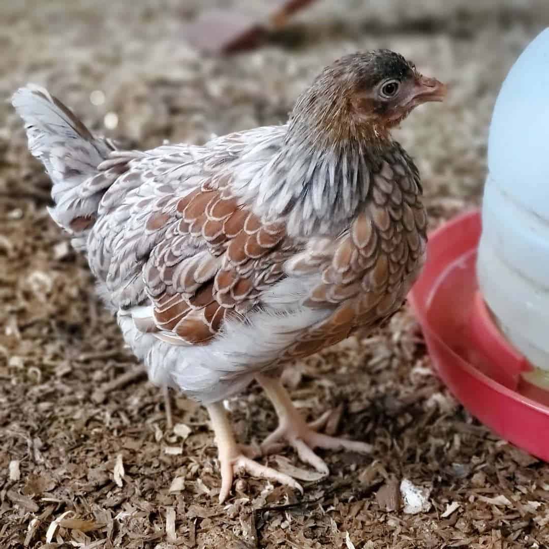 blue laced red wyandotte chicks