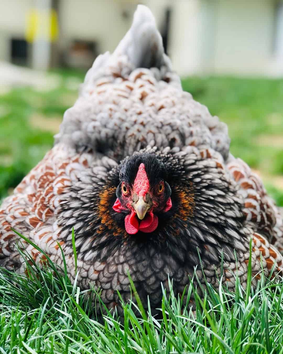 blue-laced red wyandotte hen