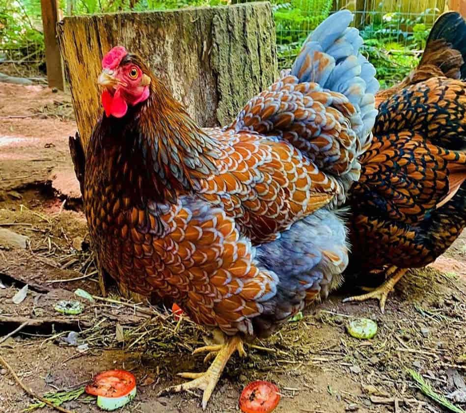 blue laced red wyandotte hens