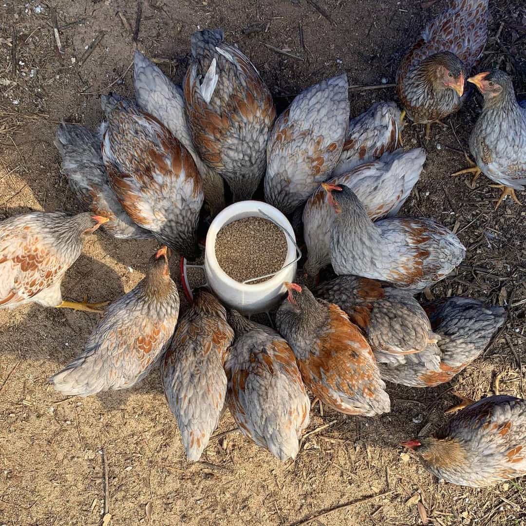 blue laced red wyandotte rooster