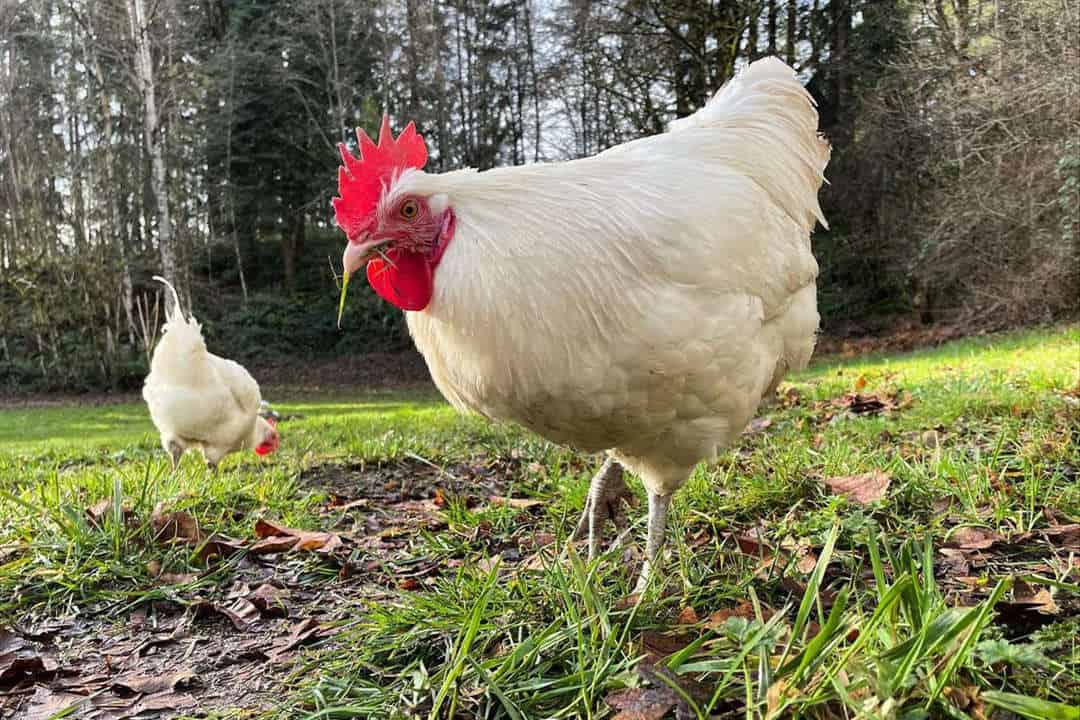 bresse chicken Health Issues and Care