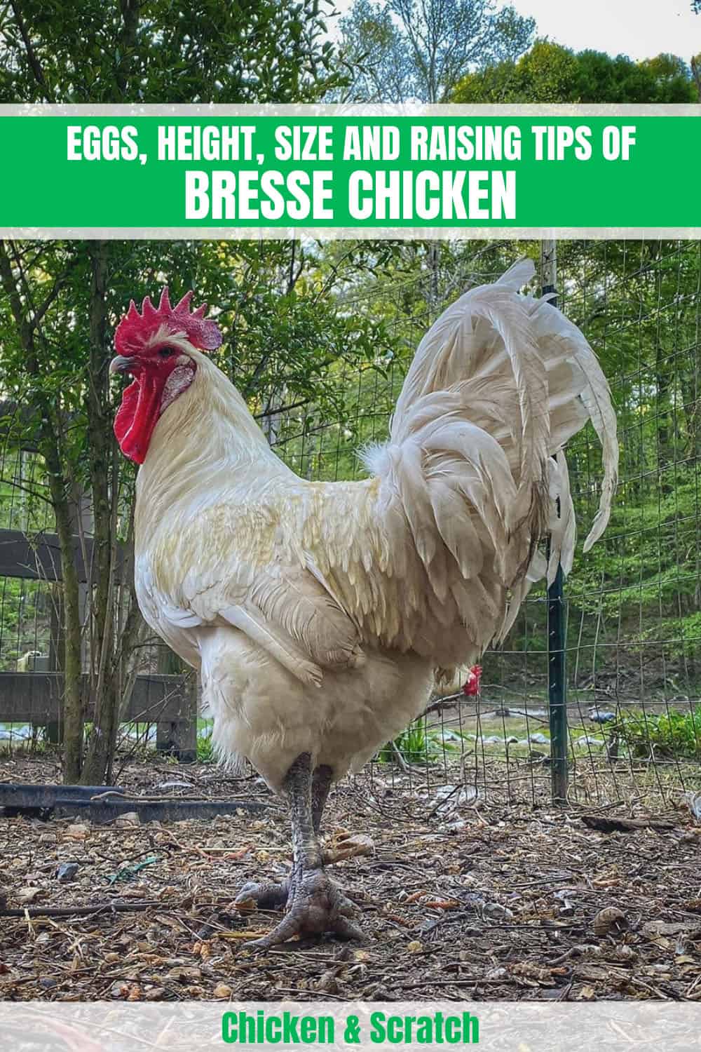 bresse chicken