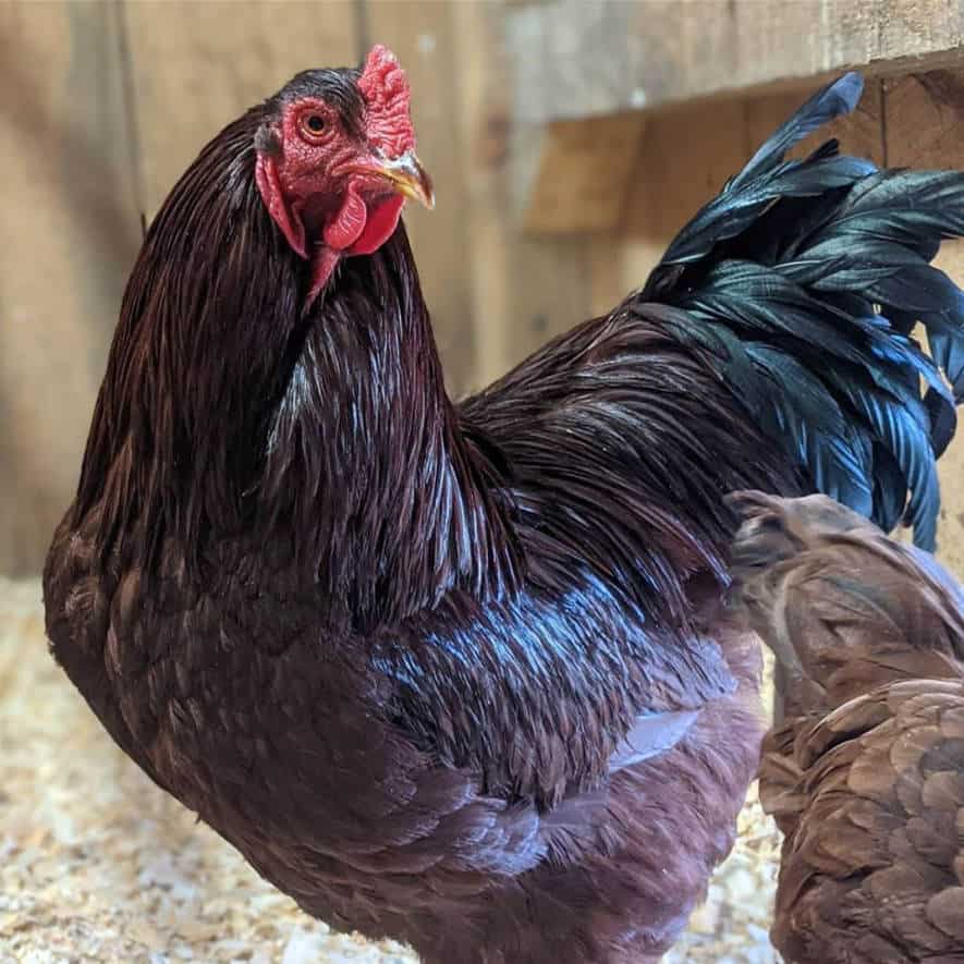 buckeye chicken breed