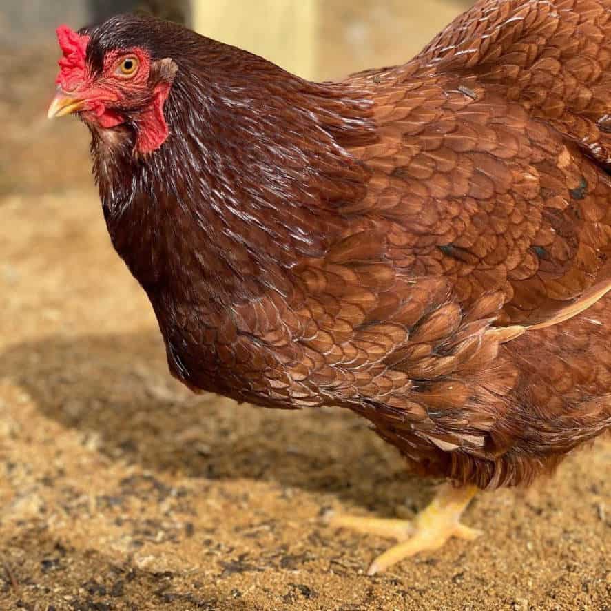 buckeye chicken breeders