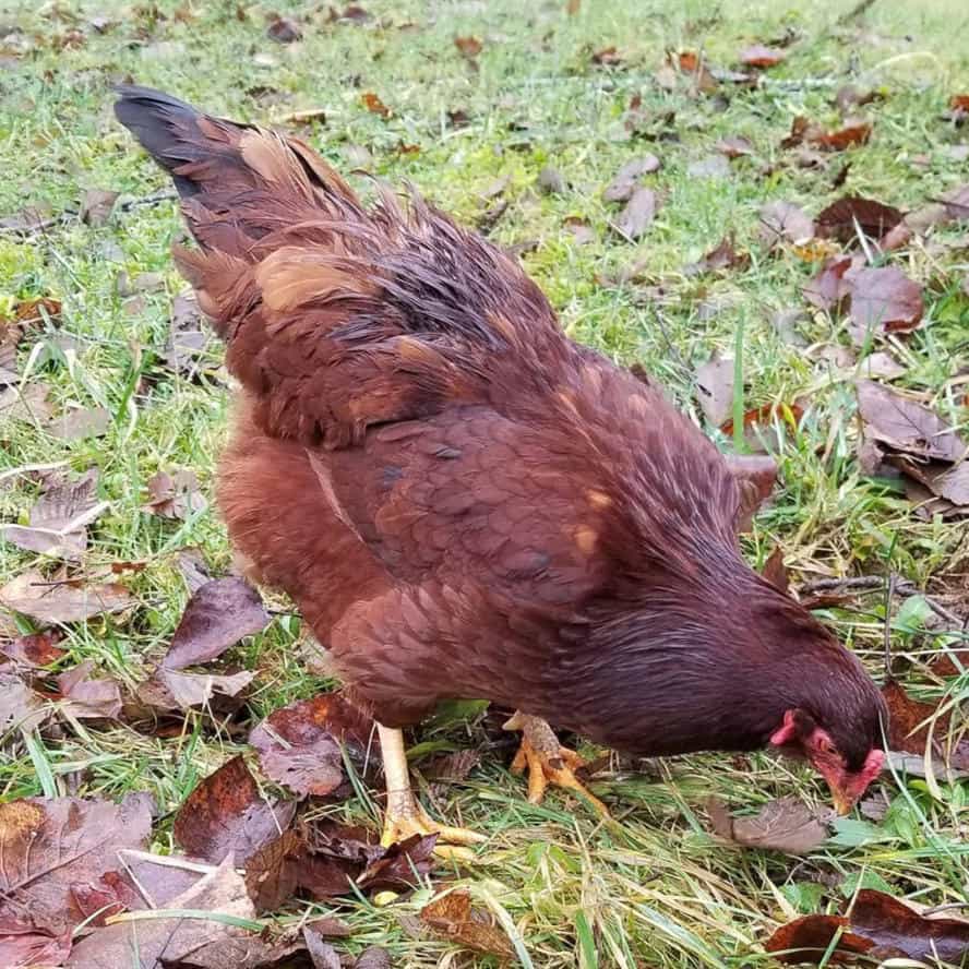 buckeye chicken for sale