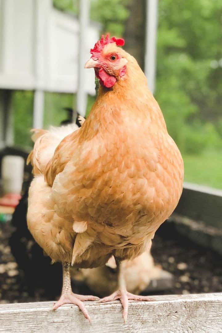 black buff orpington roosters