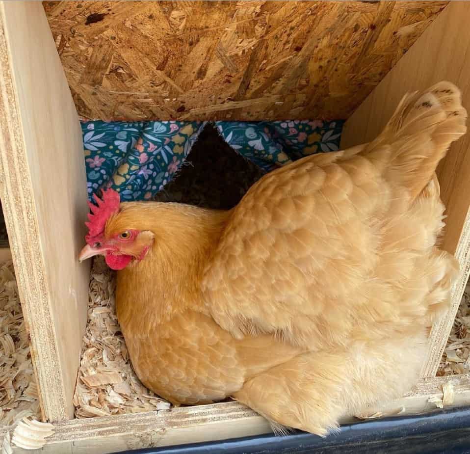 buff orpington chickens