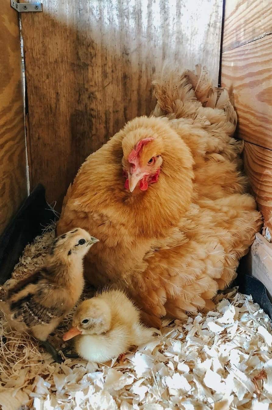 buff orpington hen