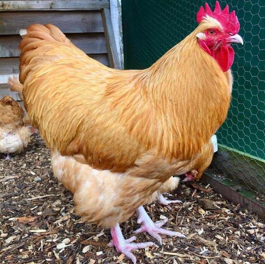 black buff orpington roosters