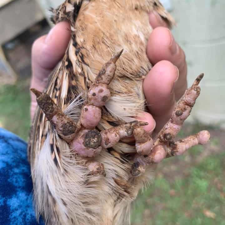 bumblefoot in chickens