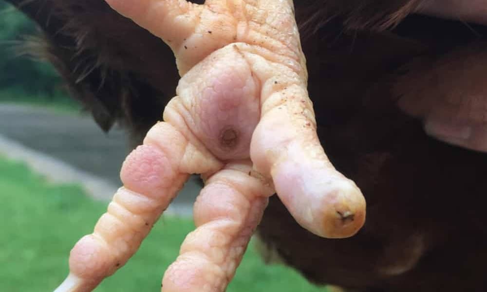 Bumblefoot in Chickens: What Causes & How to Treat?