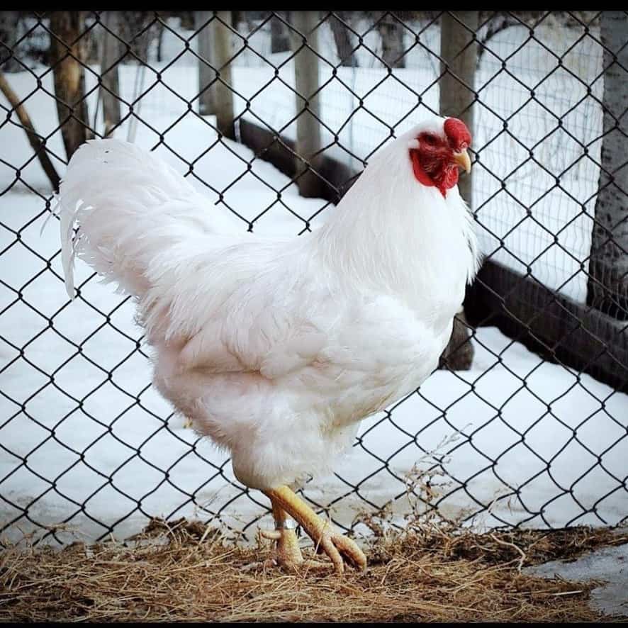 chantecler chickens