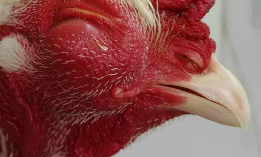 4 Common Chicken Diseases : Causes, Symptoms, Treatment, Prevention