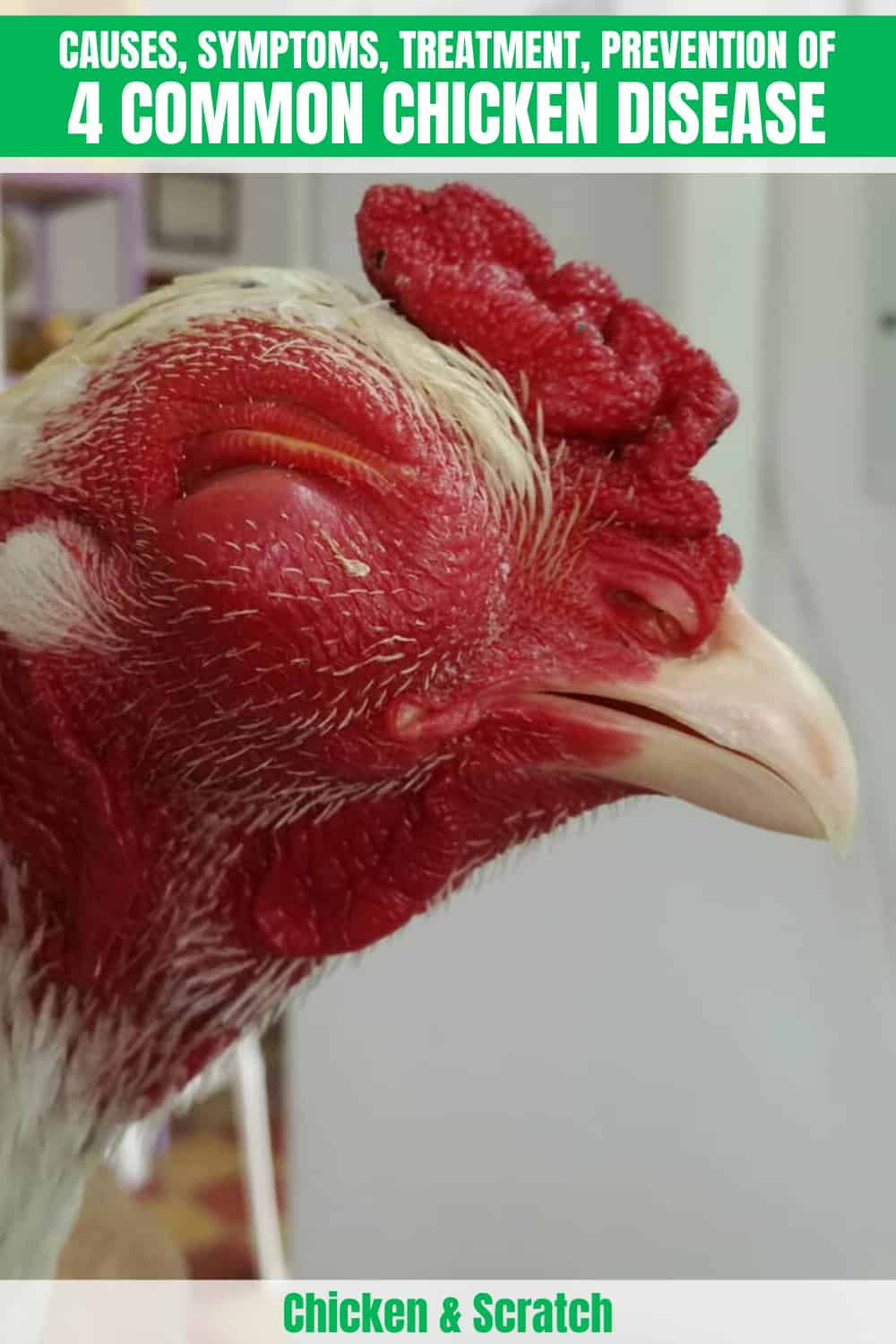 4 Common Chicken Diseases : Causes, Symptoms, Treatment ...