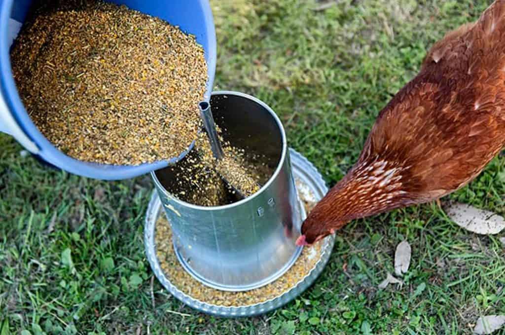 Mixed Corn 700g POULTRY FEED Food A Great Food For Chicken Hen Duck Geese Etc 